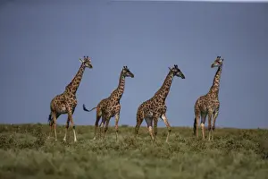 Africa. Tanzania. Masai giraffes (Giraffa tippelskirchi) at Ndutu in Serengeti NP