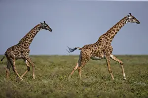Images Dated 1st February 2016: Africa. Tanzania. Masai giraffes (Giraffa tippelskirchi) at Ndutu in Serengeti NP