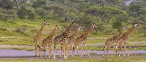 Images Dated 27th January 2016: Africa. Tanzania. Masai giraffes (Giraffa tippelskirchi) at Ndutu in Serengeti NP