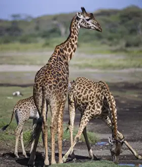 Africa. Tanzania. Masai giraffes (Giraffa tippelskirchi) at Ndutu in Serengeti NP