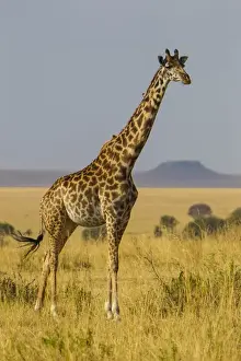 Africa. Tanzania. Masai giraffes (Giraffa tippelskirchi) at Serengeti NP