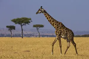 Tanzania Prints: Africa. Tanzania. Masai giraffes (Giraffa tippelskirchi) at Serengeti NP