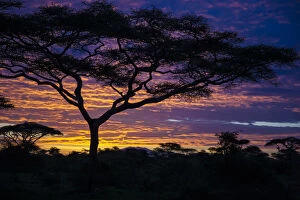 Africa. Tanzania. Morning sunrise at Ndutu in Serengeti NP