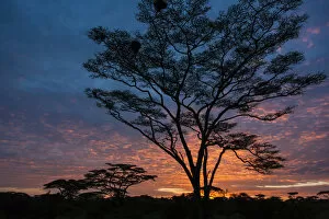 Tanzania Collection: Africa. Tanzania. Morning sunrise at Ndutu in Serengeti NP