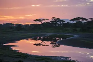 Africa. Tanzania. Morning sunrise at Ndutu in Serengeti NP