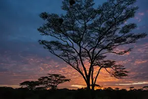Images Dated 3rd February 2014: Africa. Tanzania. Morning sunrise at Ndutu in Serengeti NP