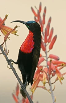 Africa, Tanzania, Ndutu. Close-up of scarlet-breasted sunbird on limb. Credit as