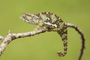 Joe Mary Ann Mcdonald Prints: Africa, Tanzania, Ndutu, Serengeti NP, Flap-necked Chameleon, Chamaeleo dilepis