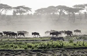 Charles Sleicher Prints: Africa, Tanzania, Ndutu. Wildebeest or Brindled Gnu (Connochaetes taurinus) migration