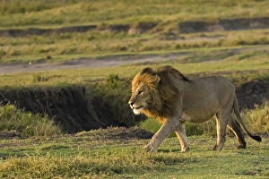Images Dated 9th February 2017: Africa; Tanzania; Ngorongoro Conservation Area. A male lion (Panthera leo)