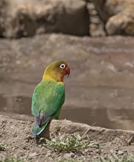 Africa, Tanzania, Ngorongoro Conservation Area
