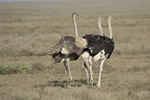 Africa, Tanzania, Ngorongoro Conservation Area