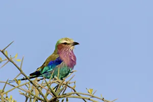 Images Dated 10th February 2017: Africa, Tanzania, Ngorongoro Conservation Area