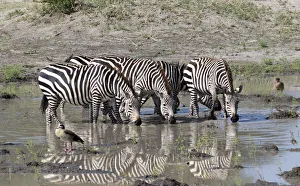 Images Dated 7th February 2017: Africa, Tanzania, Ngorongoro Conservation Area. Plains zebras (Equus quagga) drinking