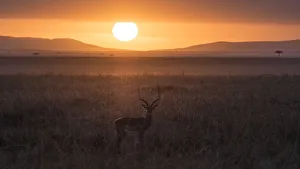 Images Dated 27th July 2016: Africa, Tanzania, Ngorongoro Conservation Area. Antelope backlit in savannah at sunset