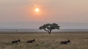 Africa, Tanzania, Ngorongoro Conservation Area. Animals crossing savannah at sunset