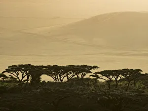 Bill Young Prints: Africa, Tanzania, Ngorongoro Conservation Area. Highlands trees in shade. Credit as