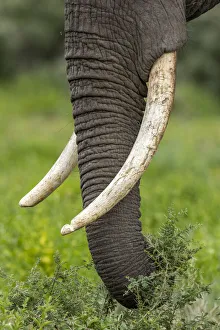 Images Dated 29th January 2019: Africa, Tanzania, Ngorongoro Conservation Area, Close up of large ivory tusks of Bull