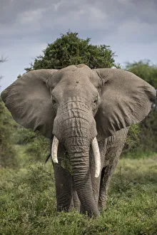 Prints of Africa, Tanzania, Ngorongoro Conservation Area, Bull Elephant (Loxodonta africana) while feeding on thorned bushes on Ndutu Plains at start of rainy season Images Dated 2019 January: Africa, Tanzania, Ngorongoro Conservation Area, Bull Elephant (Loxodonta africana