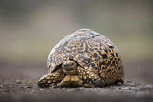 Images Dated 25th September 2019: Africa, Tanzania, Ngorongoro Conservation Area, Leopard Tortoise (Geochelone pardalis