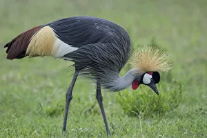 Prints of Africa, Tanzania, Ngorongoro Conservation Area, Grey Crowned Crane (Balearica regulorum) searching for insects in short grass on Ndutu Plains Images Dated 2018 December: Africa, Tanzania, Ngorongoro Conservation Area, Grey Crowned Crane (Balearica regulorum