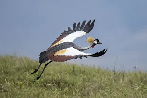 Prints of Africa, Tanzania, Ngorongoro Conservation Area, Grey Crowned Crane (Balearica regulorum) spreads wings to take off in flight in Ngorongoro Crater Images Dated 2018 December: Africa, Tanzania, Ngorongoro Conservation Area, Grey Crowned Crane (Balearica regulorum