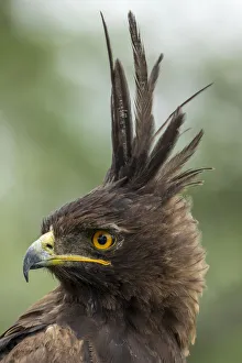 Prints of Africa, Tanzania, Ngorongoro Conservation Area, Long- Crested Eagle (Lophaetus occipitalis) stands perched on dead tree branch on Ndutu Plains Images Dated 2018 December: Africa, Tanzania, Ngorongoro Conservation Area, Long- Crested Eagle