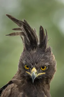 Prints of Africa, Tanzania, Ngorongoro Conservation Area, Long- Crested Eagle (Lophaetus occipitalis) stands perched on dead tree branch on Ndutu Plains Images Dated 2018 December: Africa, Tanzania, Ngorongoro Conservation Area, Long- Crested Eagle