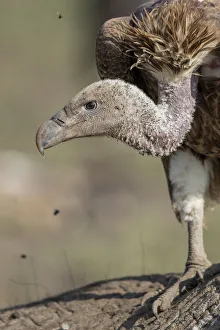 Prints of Africa, Tanzania, Ngorongoro Conservation Area, White-backed Vulture (Gyps africanus) looks up while feeding on young Elephants carcass near Ndutu Plains Images Dated 2018 December: Africa, Tanzania, Ngorongoro Conservation Area, White-backed Vulture (Gyps africanus