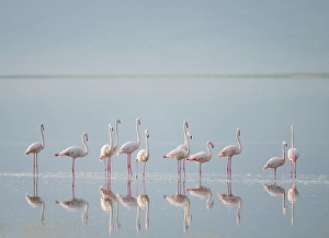 Images Dated 21st June 2024: Africa, Tanzania, Ngorongoro Conservation Area. Greater flamingos reflect in lake