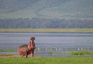 Africa, Tanzania, Ngorongoro Conservation Area. Hippo with open mouth and lake