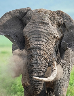 Images Dated 21st June 2024: Africa, Tanzania, Ngorongoro Conservation Area. Close-up of elephant dusting itself