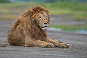 Lion Prints: Africa, Tanzania, Ngorongoro Conservation Area. Male lion resting