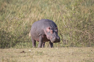 Images Dated 17th February 2015: Africa, Tanzania, Ngorongoro Crater. Hippopotamus Hippopotamus amphibius)
