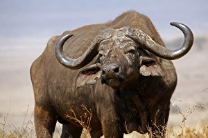 Artiodactyla Prints: Africa, Tanzania, Ngorongoro Crater. African Buffalo