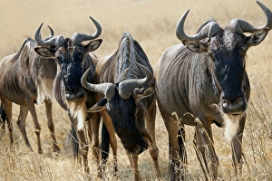 Images Dated 30th August 2011: Africa, Tanzania, Ngorongoro Crater. Grazing Wildebeest