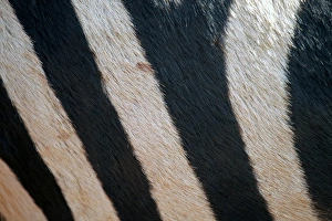 Images Dated 29th August 2011: Africa, Tanzania, Ngorongoro Crater. Zebra stripes, close up