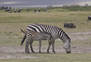 Images Dated 16th February 2017: Africa, Tanzania, Ngorongoro Crater. Plains or common zebras, (Equus quagga) grazing