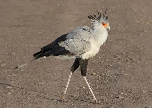 Images Dated 16th February 2017: Africa, Tanzania, Ngorongoro Crater. Secretary Bird (Sagittarius serpentarius)