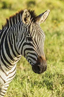 Africa, Tanzania, Ngorongoro Crater. Plains zebra head. Credit as