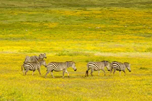 Images Dated 23rd December 2019: Africa, Tanzania, Ngorongoro Crater. Zebras in flower field