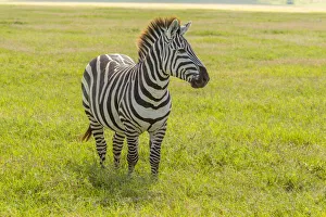 Images Dated 14th July 2020: Africa, Tanzania, Ngorongoro Crater. Plains zebra in field