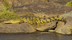 Africa. Tanzania. Nile crocodile (Crocodylus niloticus) basks in the sun at the Mara