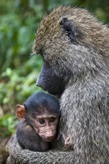 Images Dated 3rd February 2009: Africa. Tanzania. Olive Baboon mother and baby at Ngorongoro Crater