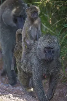 Images Dated 25th January 2016: Africa. Tanzania. Olive baboon (Papio anubis) female with baby at Arusha NP