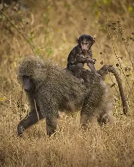 Africa. Tanzania. Olive baboon (Papio anubis) female with baby at Serengeti NP