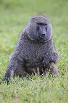 Images Dated 4th February 2014: Africa. Tanzania. Olive baboon (Papio anubis) male at Arusha NP