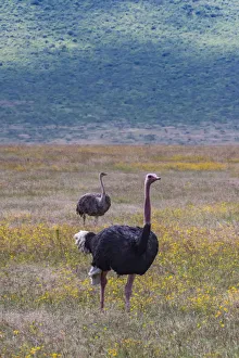 Africa, Tanzania. Ostriches in savanna. Credit as: Jones & Shimlock / Jaynes Gallery Africa, Tanzania. Ostriches in savanna. Credit as: Jones & Shimlock / Jaynes Gallery