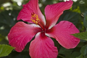 Arusha Prints: Africa. Tanzania. Pink Hibiscus in Arusha