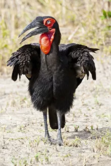 Africa Collection: Africa, Tanzania. Portrait of a southern ground hornbill adult